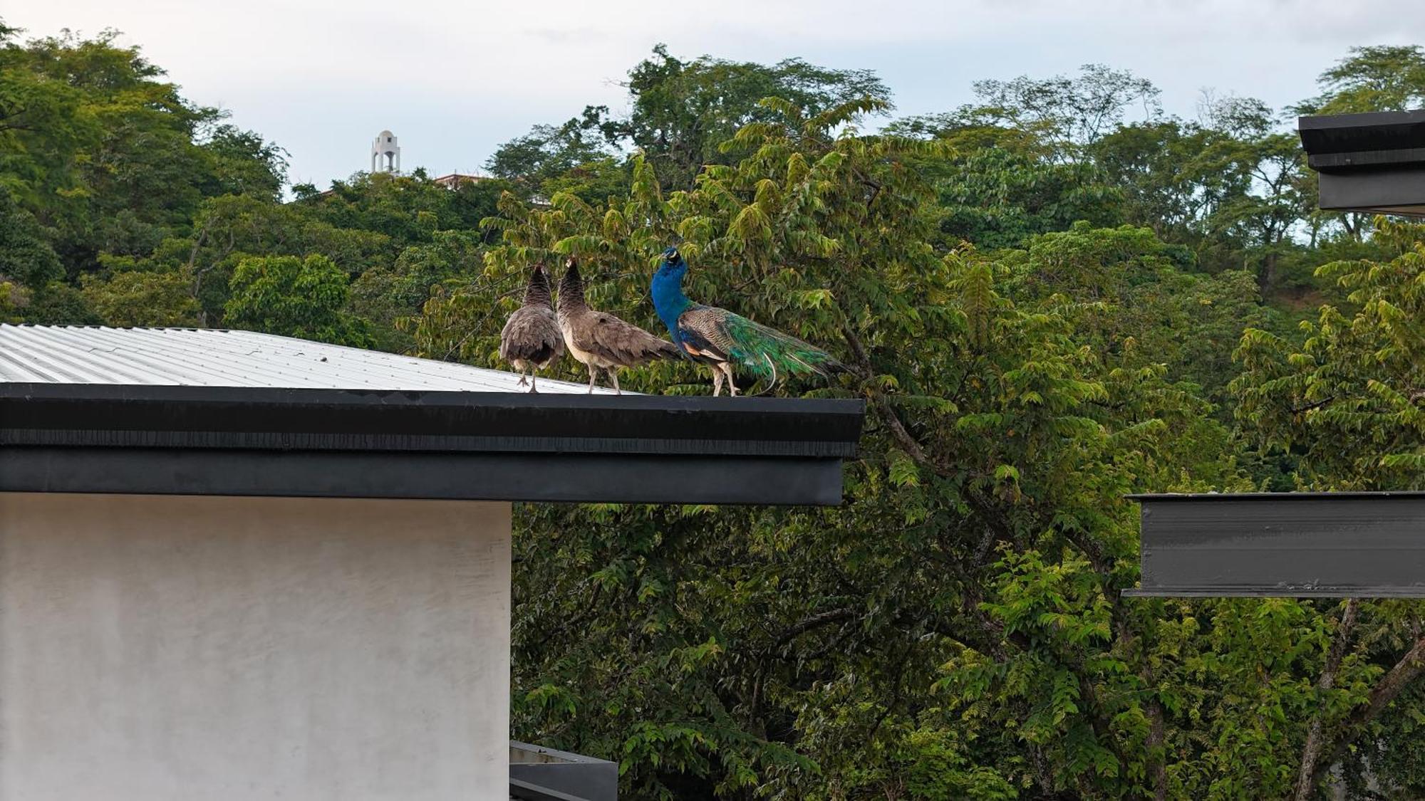 Epic Tamarindo Boutique Hotel Villarreal Luaran gambar